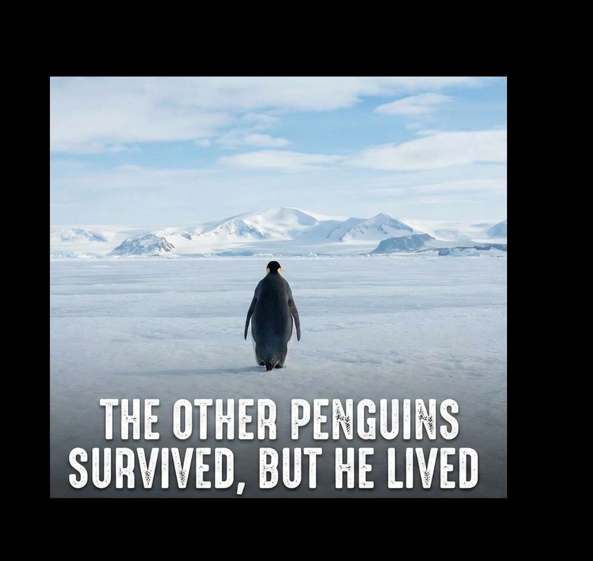 Kadın 3 İplik Pamuklu Kapüşonlu Hoodie Sweatshirt Survivor Penguen Baskılı - Siyah